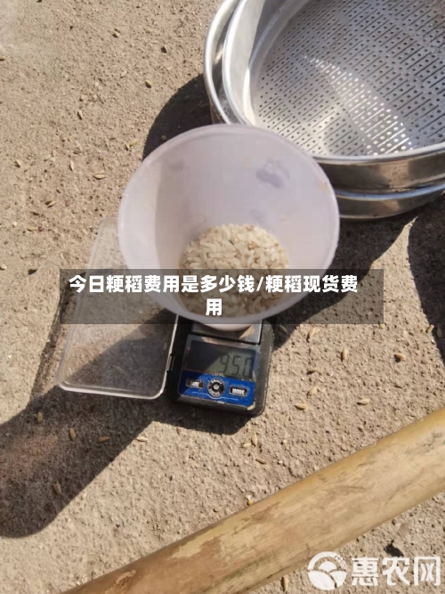 今日粳稻费用是多少钱/粳稻现货费用-第2张图片