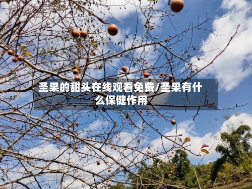 圣果的甜头在线观看免费/圣果有什么保健作用-第3张图片
