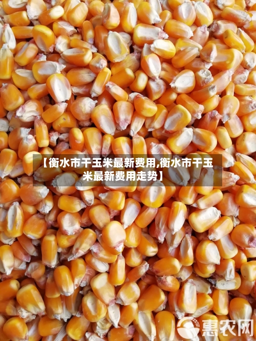 【衡水市干玉米最新费用,衡水市干玉米最新费用走势】