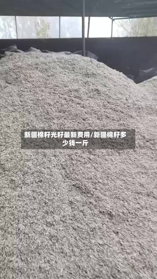 新疆棉籽光籽最新费用/新疆棉籽多少钱一斤-第3张图片