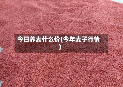 今日养麦什么价(今年麦子行情)