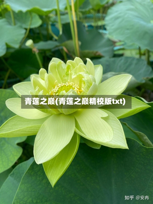青莲之巅(青莲之巅精校版txt)-第2张图片