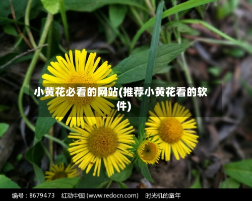 小黄花必看的网站(推荐小黄花看的软件)-第2张图片