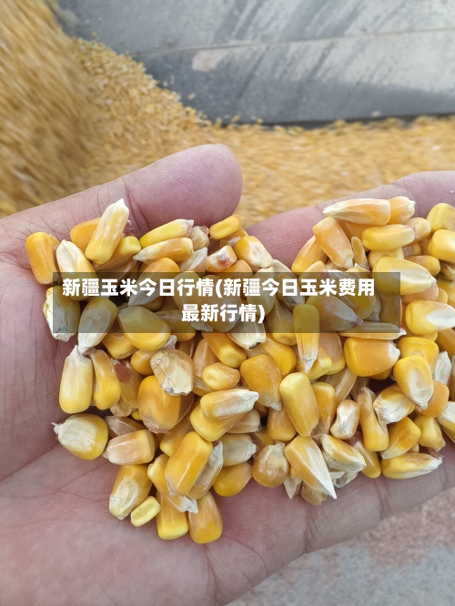 新疆玉米今日行情(新疆今日玉米费用最新行情)-第2张图片