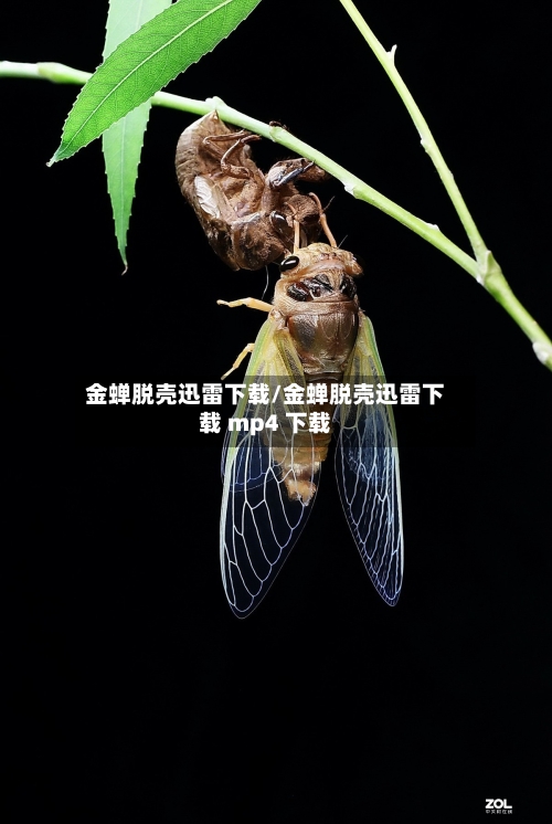 金蝉脱壳迅雷下载/金蝉脱壳迅雷下载 mp4 下载-第2张图片