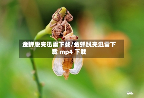 金蝉脱壳迅雷下载/金蝉脱壳迅雷下载 mp4 下载