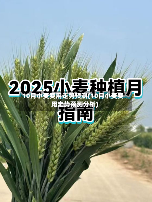 10月小麦费用走势预测(10月小麦费用走势预测分析)-第2张图片
