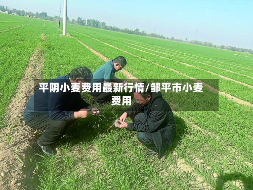 平阴小麦费用最新行情/邹平市小麦费用