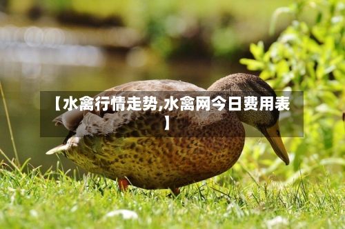 【水禽行情走势,水禽网今日费用表】