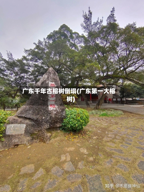 广东千年古榕树倒塌(广东第一大榕树)-第2张图片