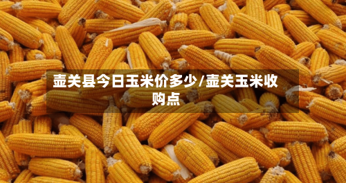 壶关县今日玉米价多少/壶关玉米收购点-第2张图片