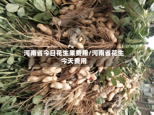 河南省今日花生果费用/河南省花生今天费用-第2张图片